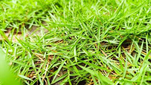photo of green grass on a soccer field