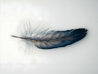 A single dark blue feather of a bird isolated on a white background. High-resolution