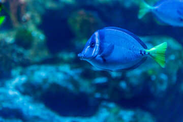 fish in aquarium -  - Galápagos Island experience in Houston Zoo, Texas, USA