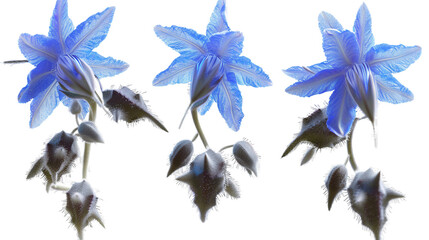 Borage Flowers Illustration Set - Vibrant Botanical Designs for Nature Lovers, Garden Enthusiasts, and Herbalists, Isolated on Transparent Backgrounds, Top View Flat Lay Art - obrazy, fototapety, plakaty