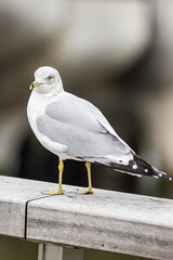 Aves de NewYork 2024