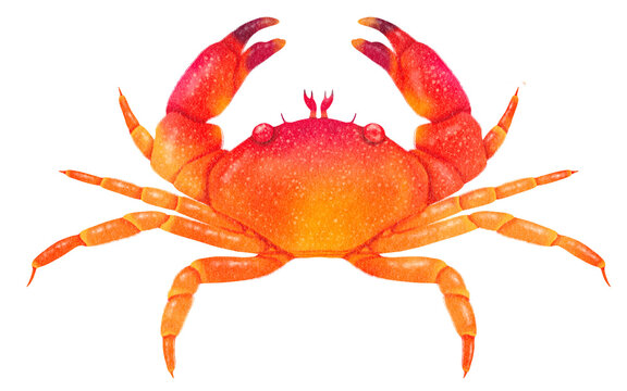 Sea Crab watercolor hand painted