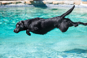 labrador swimming