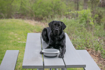 black labrador retriever