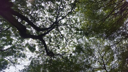 green leaves in the forest