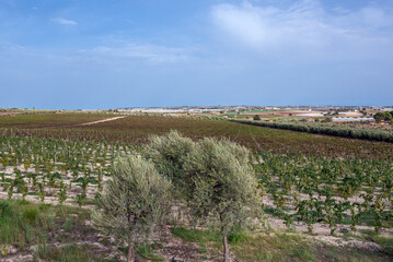 Fototapeta na wymiar Aerial view of vineyard on the island of Sicily, Italy