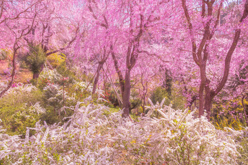 京都　原谷苑の桜