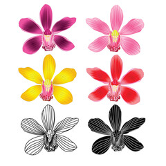 Various flowers tropical Orchids Cymbidium green pink yellow red flower realistic  and outline and silhouette on white background vintage set two vector illustration editable hand draw