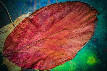 Autumn leaf on glass - drops and streaks of water on the surface. Photography overlays- clipart