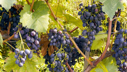 Country winemaking. Juicy black and red grapevines on the bunches