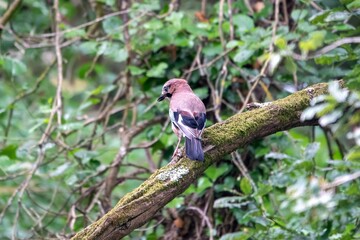 eurasian jay garrulus glandarius perched on the branch of a tree