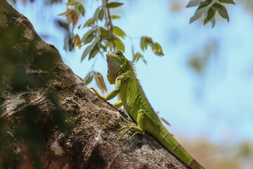 green iguana on a branch