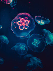 Jellyfish are swimming quality photo