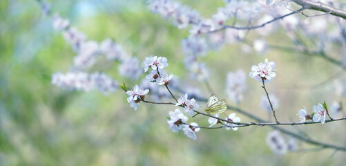 spring nature background with blooming cherry flowers and butterfly. beautiful white cherry flowers in spring garden. copy space. template for design
