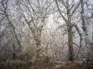 Snow covered poplars in a riparian forest during winter.
