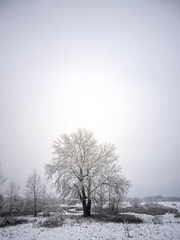 Lonely snow covered poplar tree during winter.
