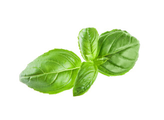 Basil isolated. Basil green fresh leaf flat lay isolated on white background. Few pieces or several slices. High resolution image. Can be used for self-design.