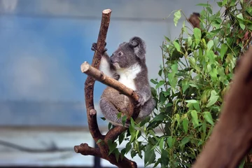Foto op Plexiglas koala in a tree © Guaphoto