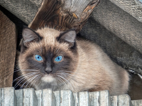Neva masquerade cat on a village outdoors. Portrait of pet