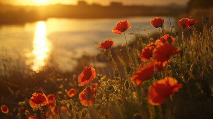 Obraz premium Summer evening river side, a field of red poppies, glow of golden sunset, reflects of sunlight, beauty evening sunset. 