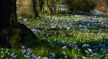 Krokusse Zeit im Park, sonnige Stimmung, Blüten zart