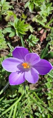 Crocus 