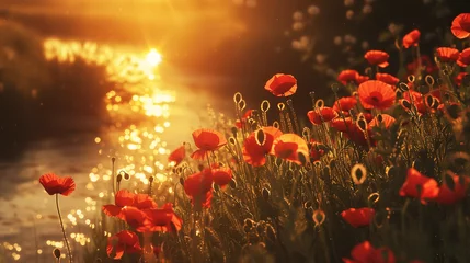 Abwaschbare Fototapete Summer evening river side, a field of red poppies, glow of golden sunset, reflects of sunlight, beauty evening sunset.  © Amy