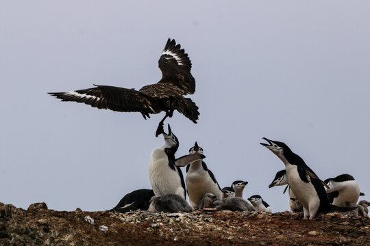 Attaque de Skua sur un nid de Manchot Jugulaire en Antarctique en Janvier 2024