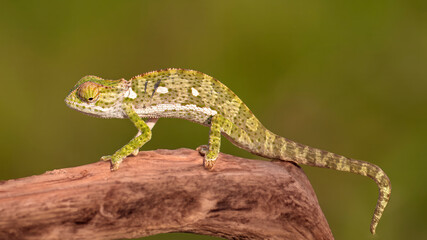 Chamäleon auf Ast © Giorgio