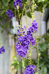 Beautiful golden dewdrop flowers.