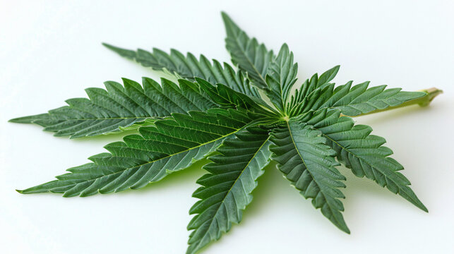 Marijuana leaf isolated on white background with clipping path. Medical marijuana concept. High quality medical marijuana photo on white. Top view