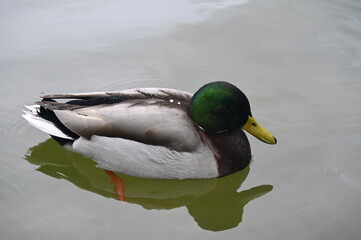 Obraz premium Canard dans un lac