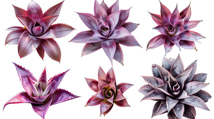 Bromeliad Collection: Tropical Flora in Vivid Digital Art - Exotic Foliage Isolated on Transparent Backgrounds for Creative Designs and Decor