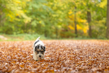 Cut tricolor small one year young Jack Russell Terrier dog is following a trail outdoors in autumn