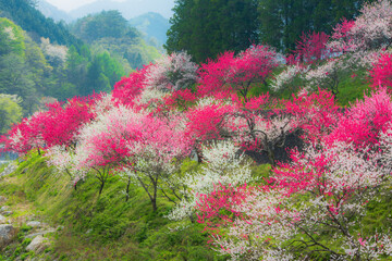 長野県　阿智村　花桃の里 © butterfly0124