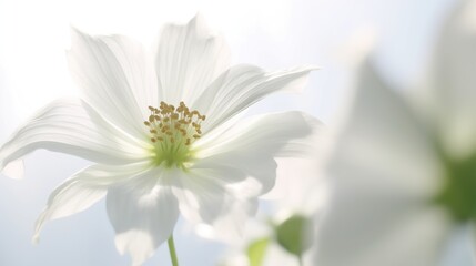 Obraz premium White cosmos flowers in the garden