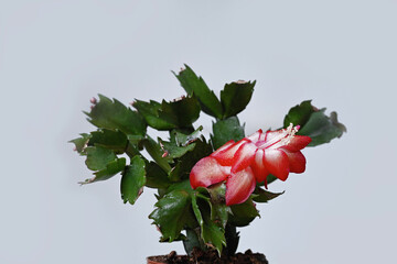 Einzelpflanze im Zimmer, Weihnachtskaktus mit einer Blüte