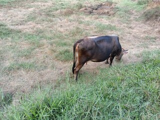Mature female cattle are called cows and mature male cattle are bulls. 