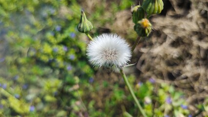 The dandelion is a well-known weed. Yet, this humble plant is also a symbol of hope, healing, and resilience in many cultures around the world from Europe to Asia. 