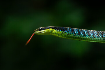 Close up of underwood's bronzeback snake dendrelaphis underwoodi, slithering on tree branches, with natural bokeh background 