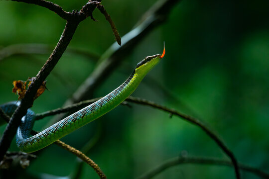 Close up of underwood's bronzeback snake dendrelaphis underwoodi, slithering on tree branches, with natural bokeh background 