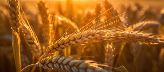 Golden ears of wheat in the field at sunset. Shallow depth of field