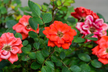 flores hermosas de Colombia