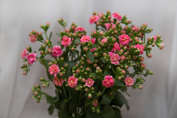 Bouquet of small pink flowers on a white background.