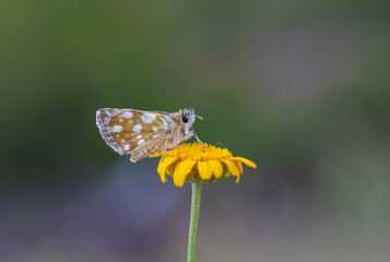 tiny butterfly on yellow daisy, Aegean skipper, Pyrgus melotis