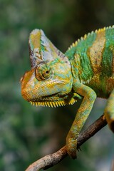 A beautiful green chameleon sits on a branch in its natural habitat. Concept for zooexotarium, nature, zoo, pet store, aquarium, terrarium © Нелли Некрасова