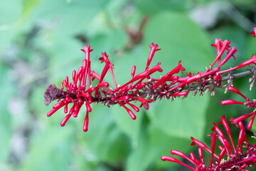 Beautiful Fire Spike flowers.