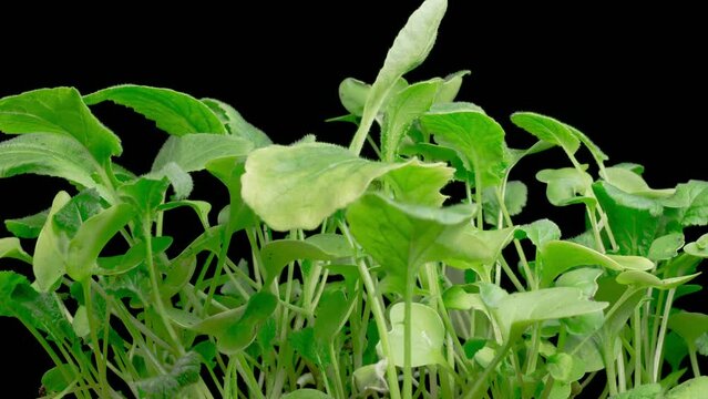 Beautiful Time Lapse of Growth Microgreens Radish Plants Against a Black Background. 4K.