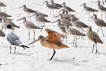 marbled godwit bird wings open on beach
