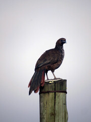 big bird on a fence 
